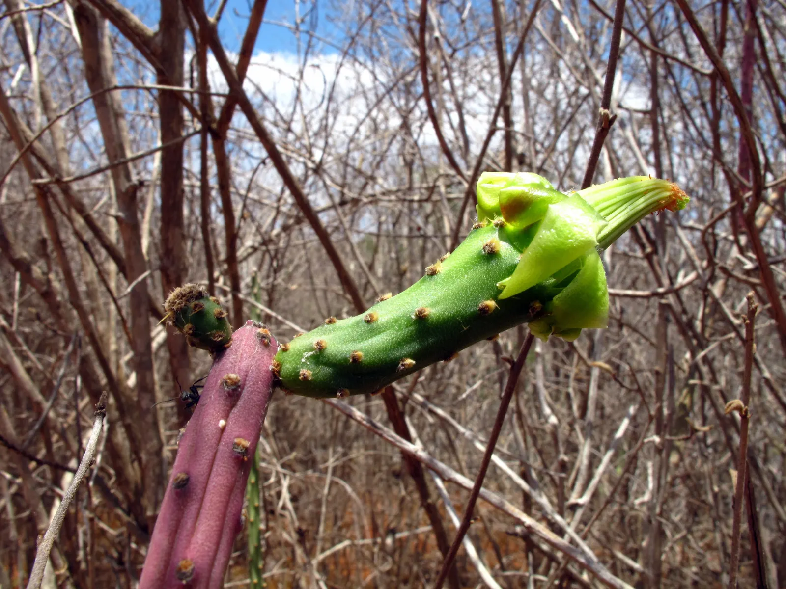 Brasil Cactus (Opuntia Brasiliensis) — it is important to note that the spines should be handled with care during planting and maintenance; this, image 64