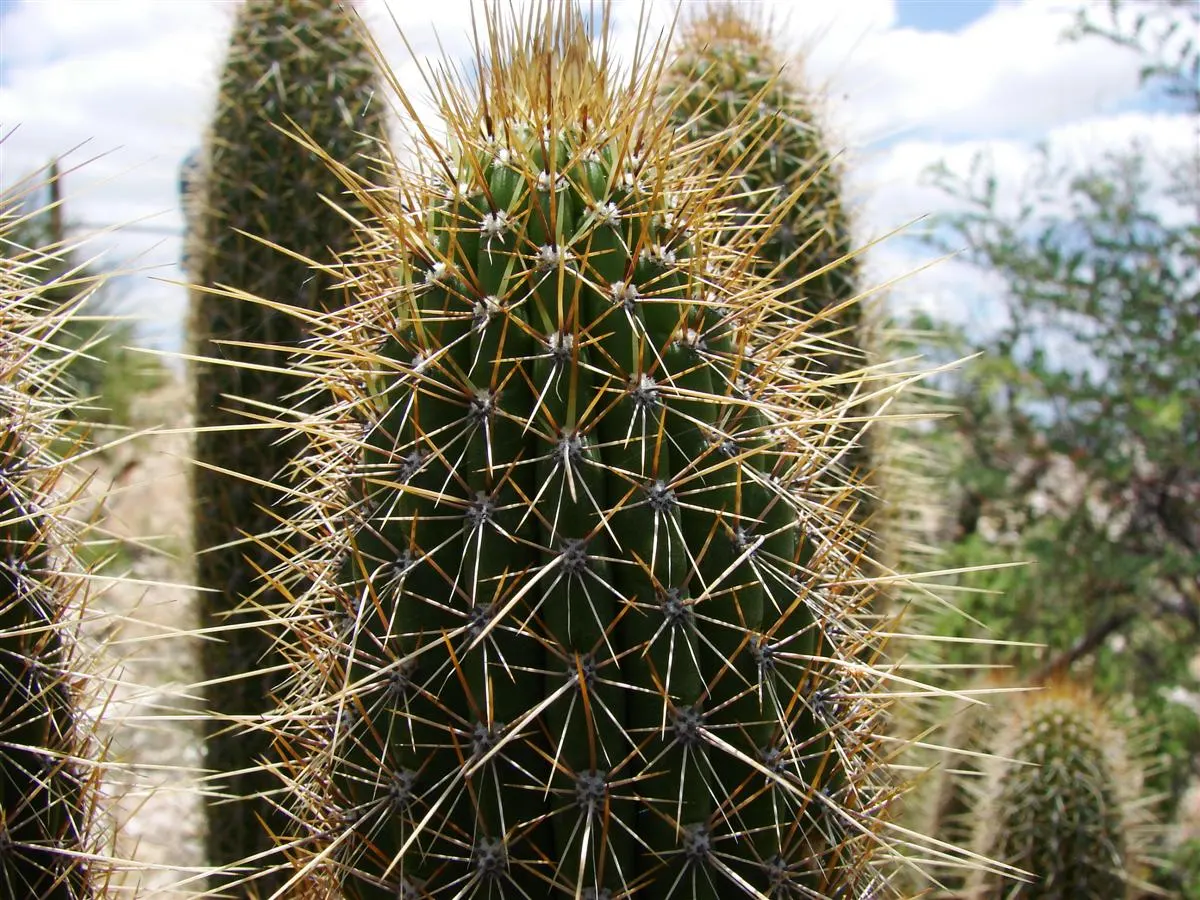 Brasil Cactus (Opuntia Brasiliensis) — Beware of its spines when handling and plant in full sun with well-draining soil; cactus for full, image 53