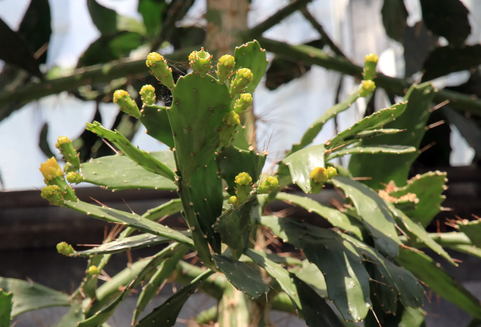 Brasil Cactus (Opuntia Brasiliensis) — Adapted to aridity, it thrives in zones 9-11, requiring minimal water; is a robust perennial with fleshy