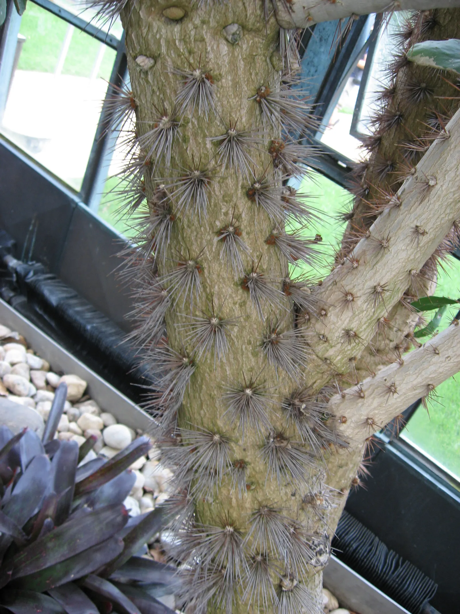 Brasil Cactus (Opuntia Brasiliensis) — inviting a variety of pollinators to the garden
