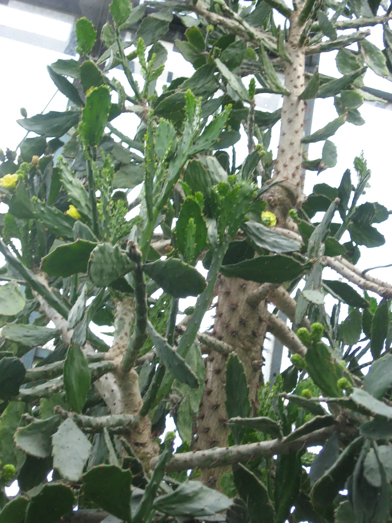 Brasil Cactus (Opuntia Brasiliensis) — cactus for full