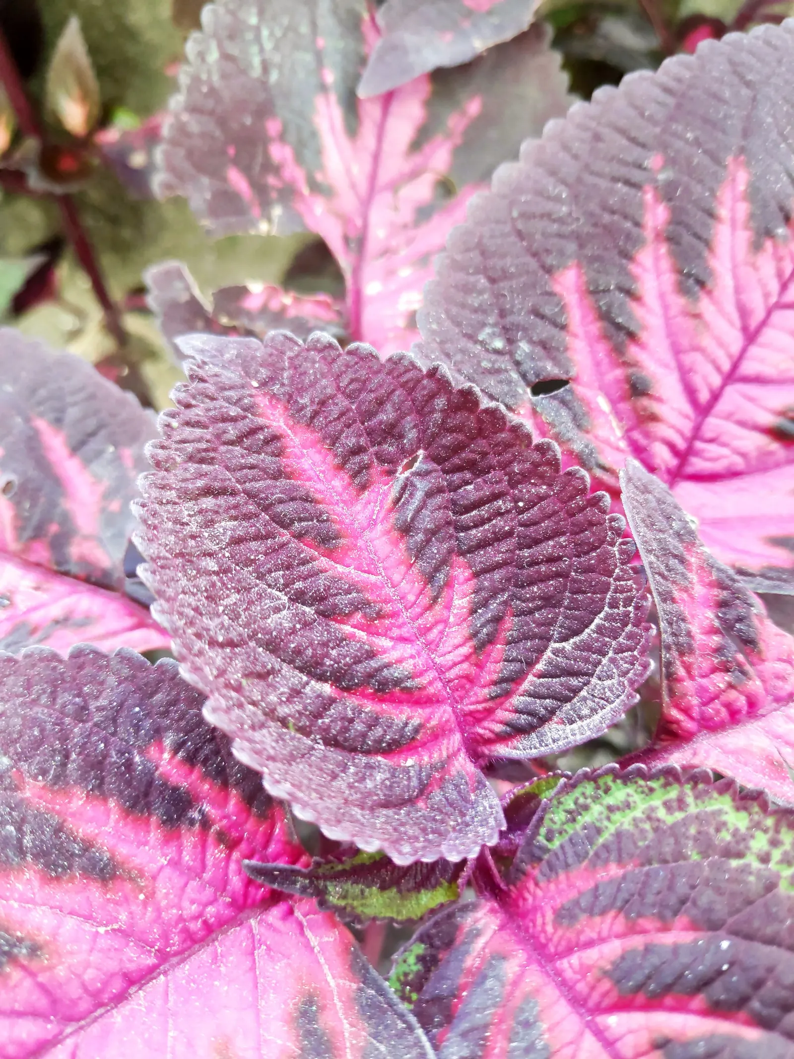 Coleus (Solenostemon Scutellarioides) — Its showy foliage pairs well with both flowering plants and those with more subdued hues; providing, image 103