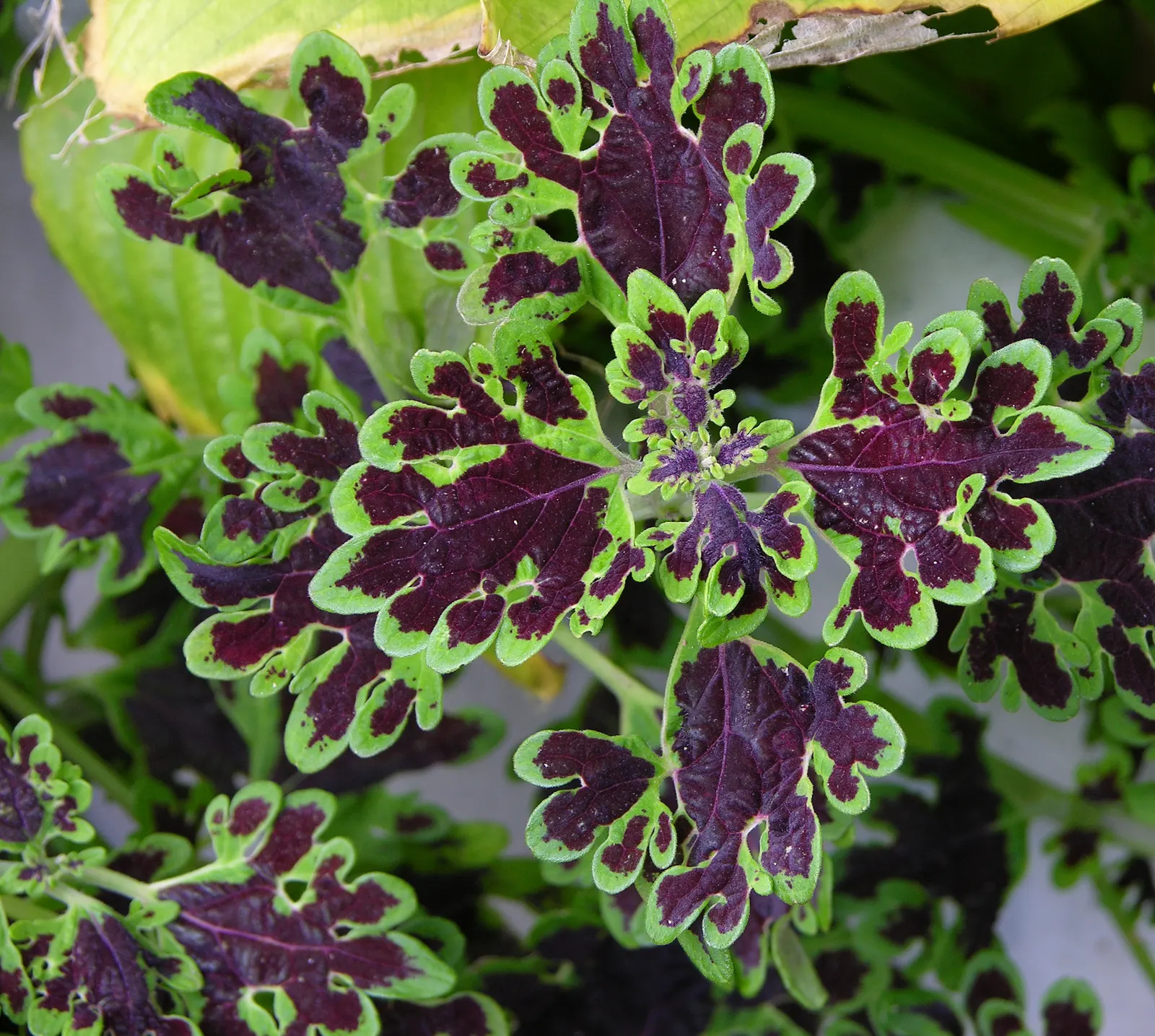 Coleus (Solenostemon Scutellarioides) — Coleus (Solenostemon scutellarioides) is renowned for its vibrant foliage featuring a kaleidoscope of colors