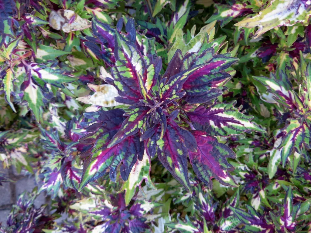 Coleus (Solenostemon Scutellarioides) — Coleus requires well-draining soil rich in organic matter; properly known as Solenostemon scutellarioides, image 71