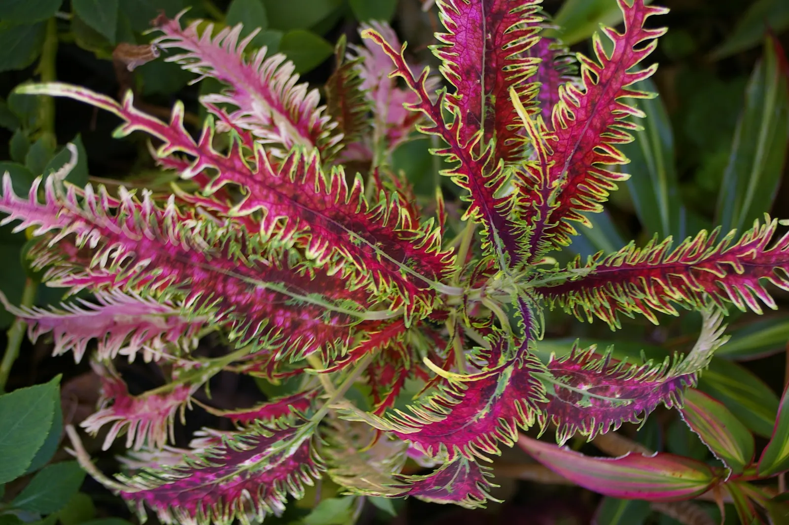 Coleus (Solenostemon Scutellarioides) — annual for half or shade; inform clients that periodic maintenance