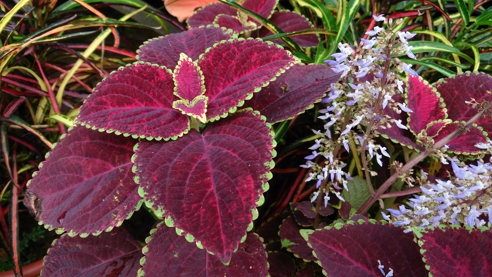 Coleus (Solenostemon Scutellarioides) — Inform clients that periodic maintenance; reaching a height of 1-3 feet and spreading up to 1 foot, image 105