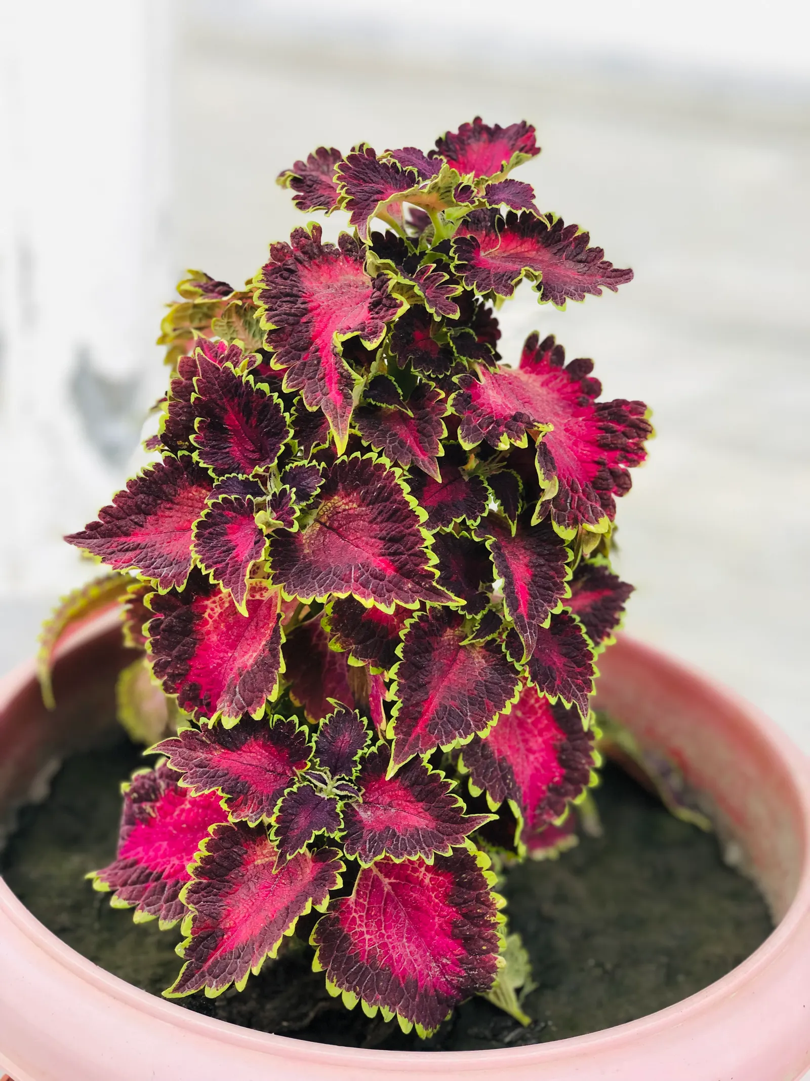 Coleus (Solenostemon Scutellarioides) — Best in rich, well-draining soil, Coleus adds instant visual interest to shade gardens and containers; such, image 139