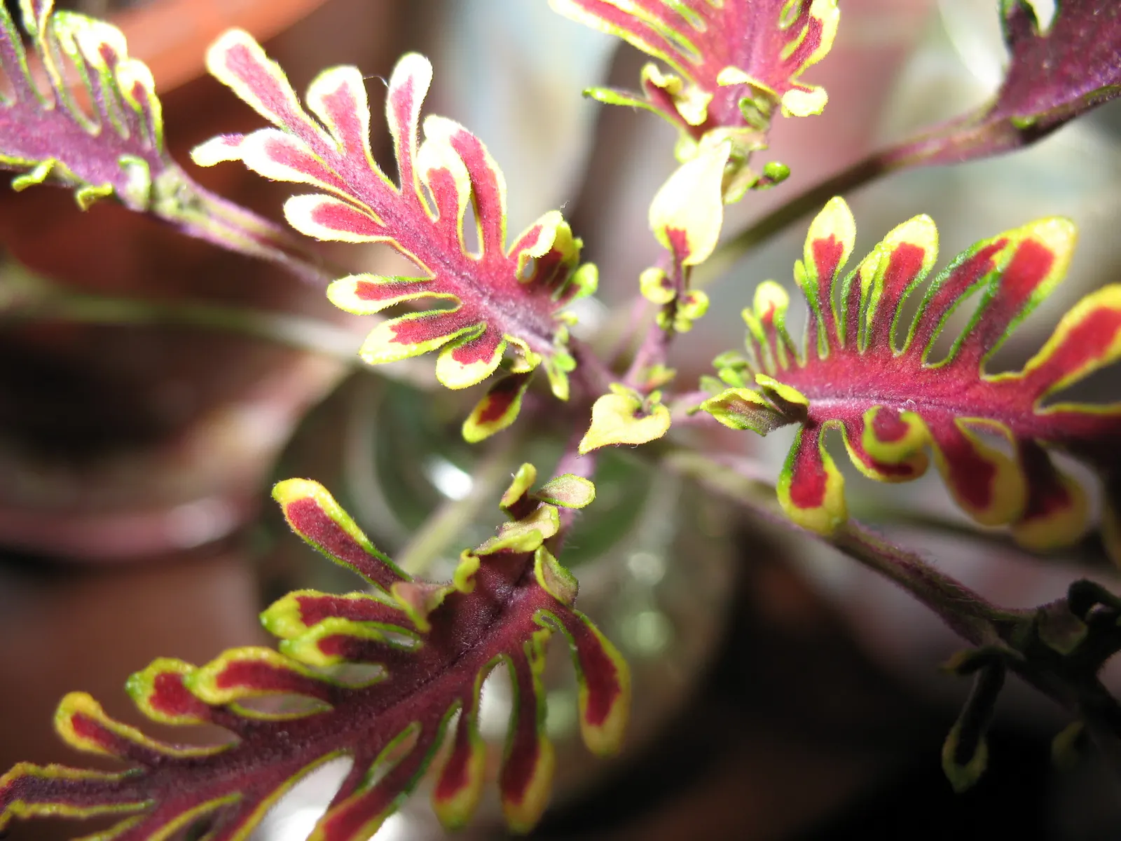Coleus (Solenostemon Scutellarioides) — is necessary to keep the Coleus looking its best throughout the growing season