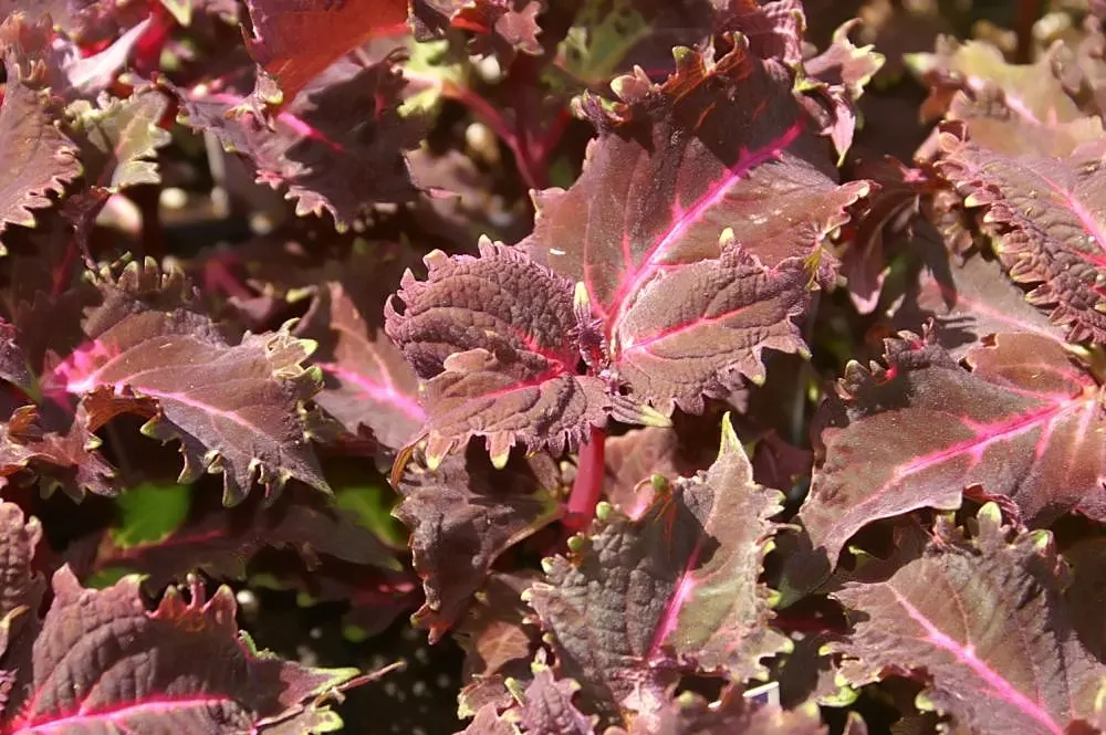 Coleus (Solenostemon Scutellarioides) — This easy-to-grow annual thrives in partial to full shade; thriving in USDA hardiness zones 10 to 11, it is typically