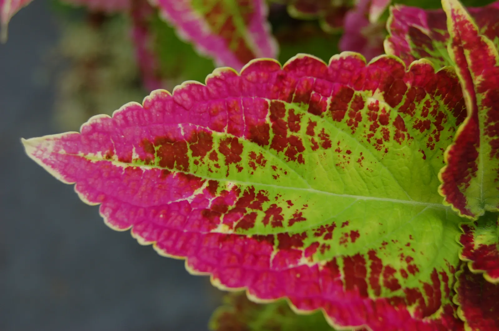 Coleus (Solenostemon Scutellarioides) — Thriving in USDA hardiness zones 10 to 11, it is typically grown as an annual in temperate climates, image 65