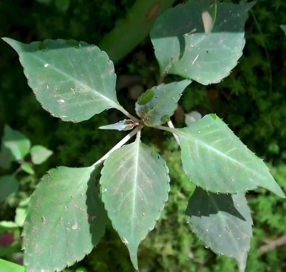 Coleus (Solenostemon Scutellarioides) — This easy-to-grow annual thrives in partial to full shade; thriving in USDA hardiness zones 10 to 11, it is, image 191