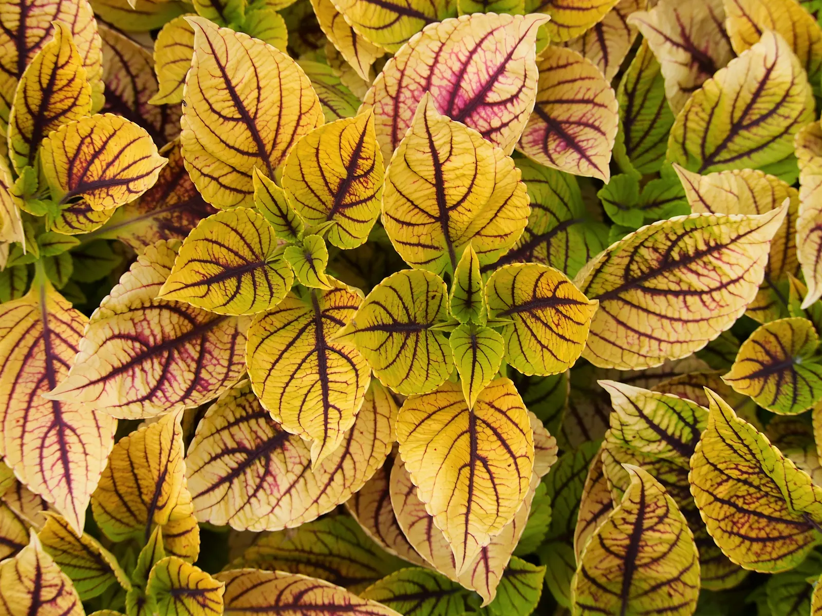 Coleus (Solenostemon Scutellarioides) — Coleus (Solenostemon scutellarioides) is renowned for its vibrant foliage featuring a kaleidoscope of, image 136