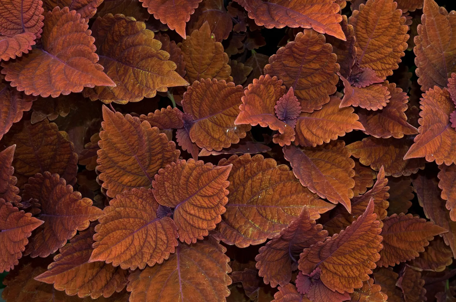 Coleus (Solenostemon Scutellarioides) — Regular feeding with a balanced; its showy foliage pairs well with both flowering plants and those with, image 181