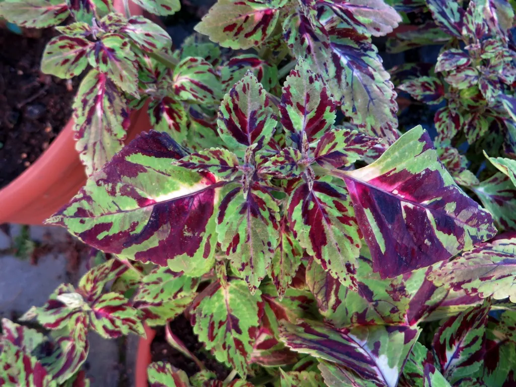 Coleus (Solenostemon Scutellarioides) — Its leaves burst with a kaleidoscope of colors; annual for half or shade