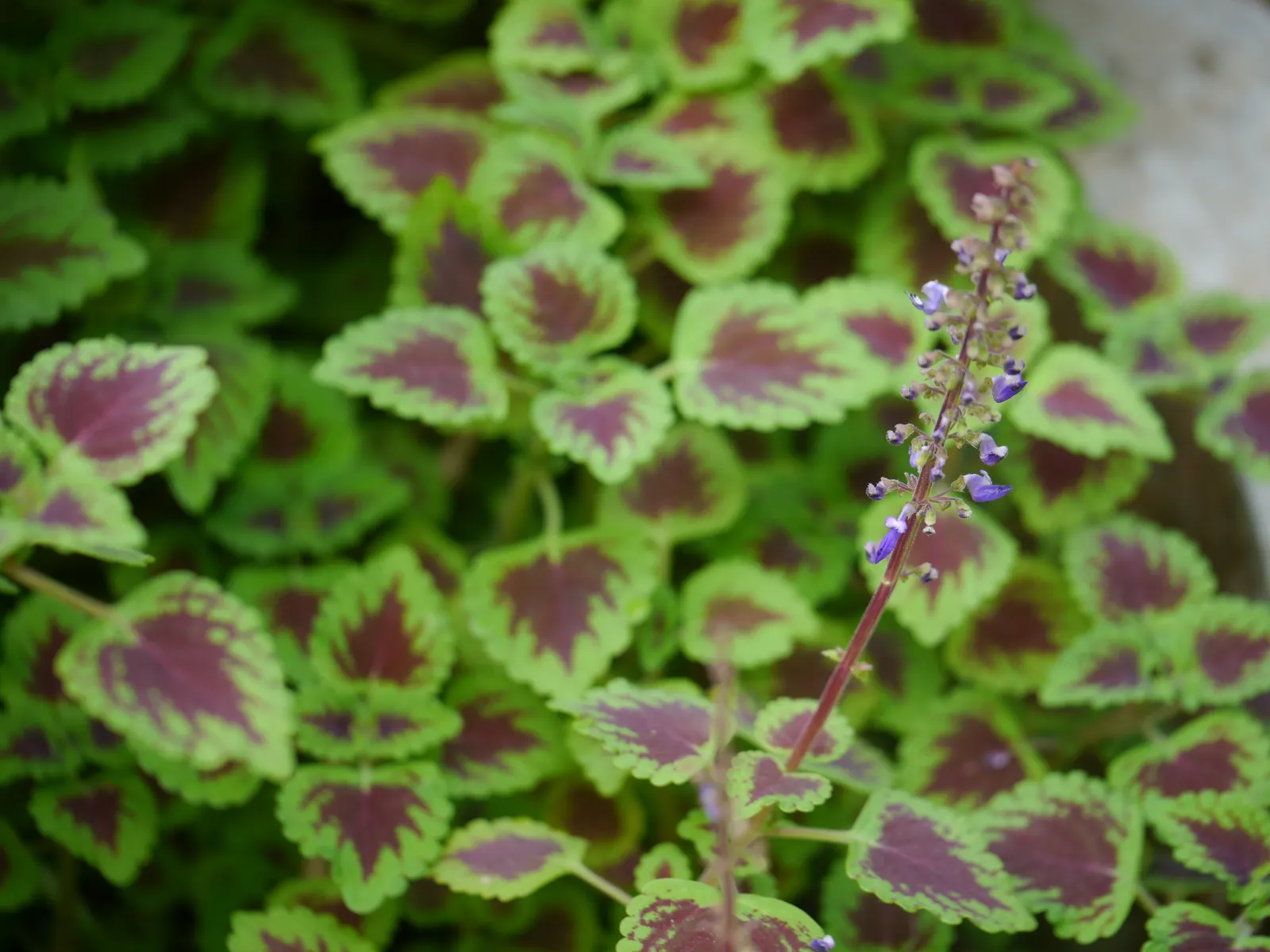 Coleus (Solenostemon Scutellarioides) — Keep soil consistently moist for optimal growth, image 194