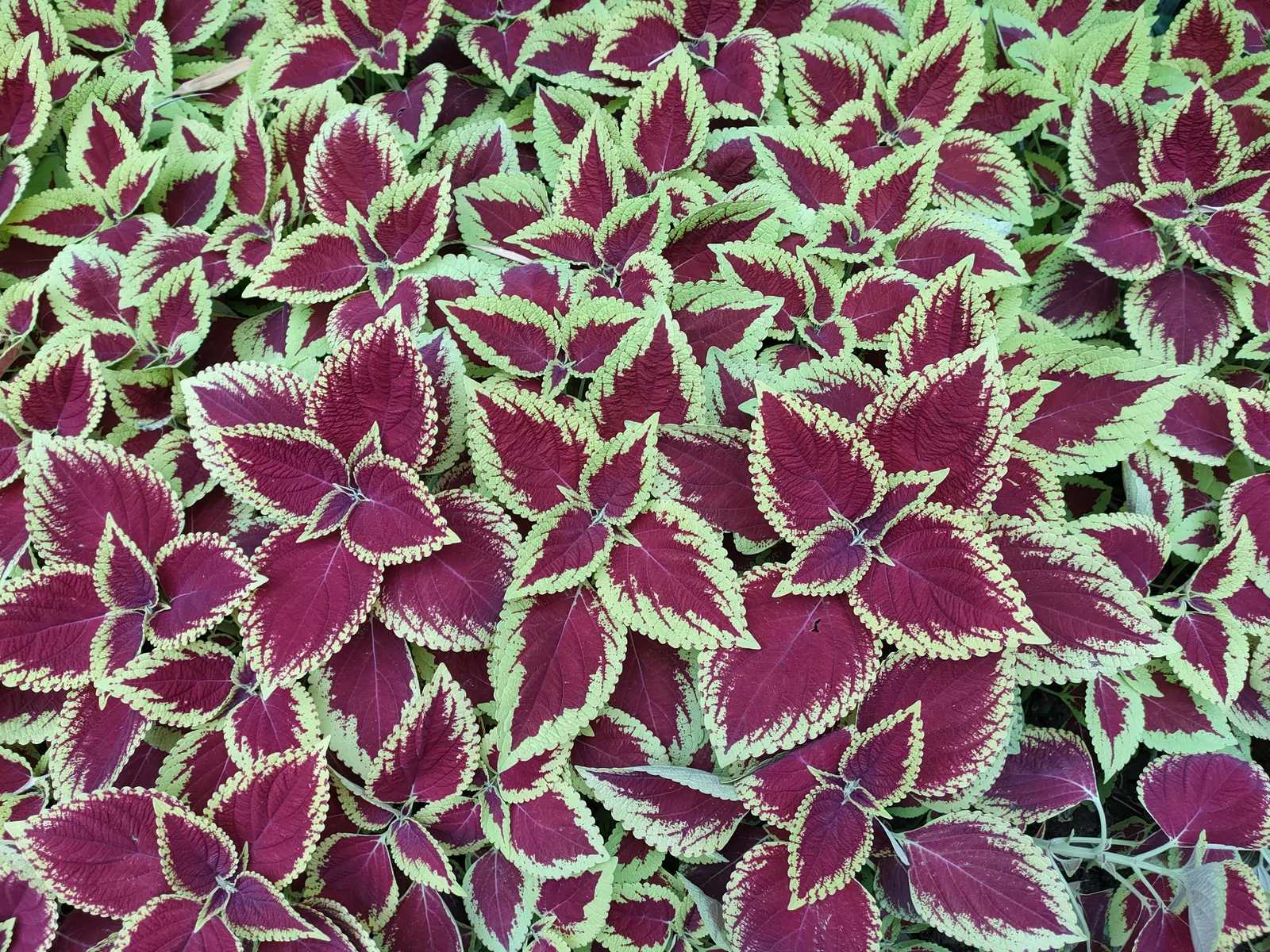 Coleus (Solenostemon Scutellarioides) — Its leaves burst with a kaleidoscope of colors