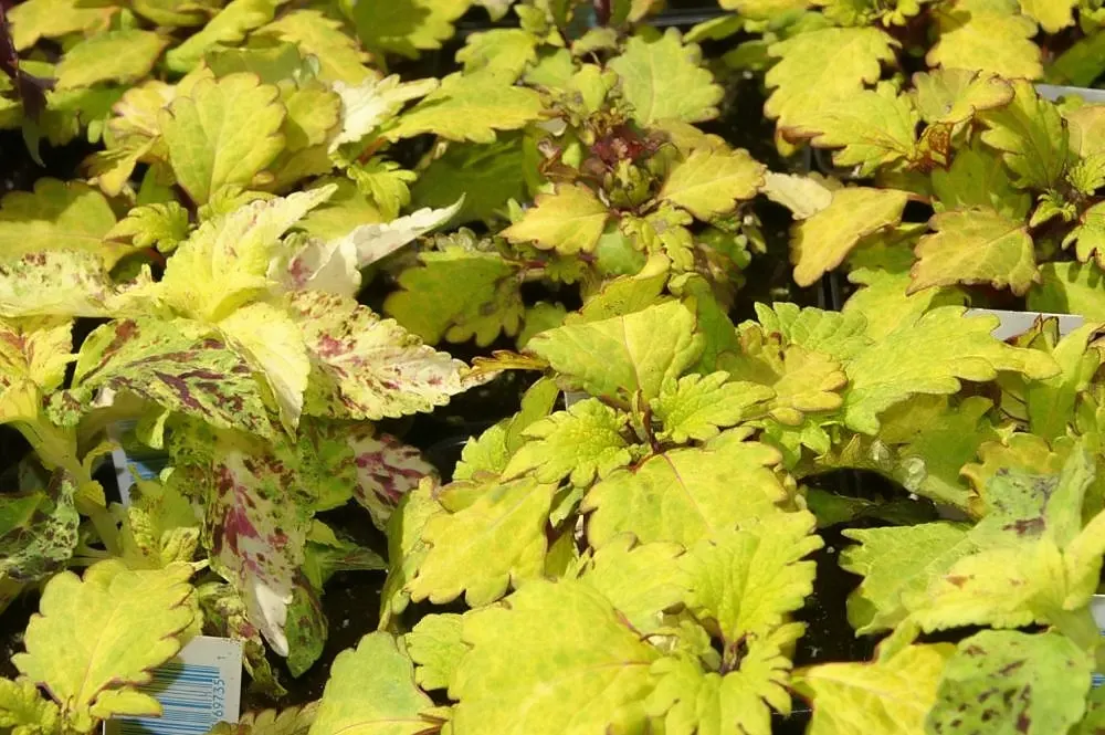 Coleus (Solenostemon Scutellarioides) — reaching a height of 1-3 feet and spreading up to 1 foot; it should be kept evenly moist but not waterlogged, image 192