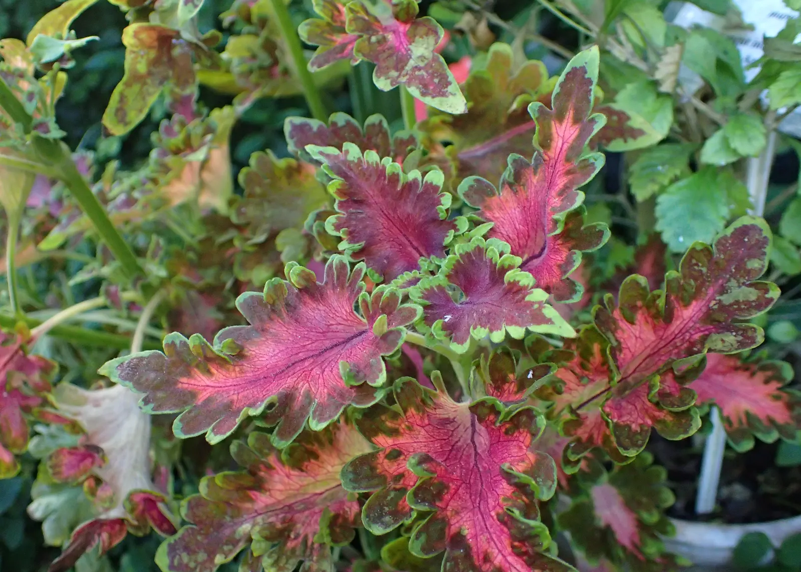 Coleus (Solenostemon Scutellarioides) — Its showy foliage pairs well with both flowering plants and those with more subdued hues; providing, image 130