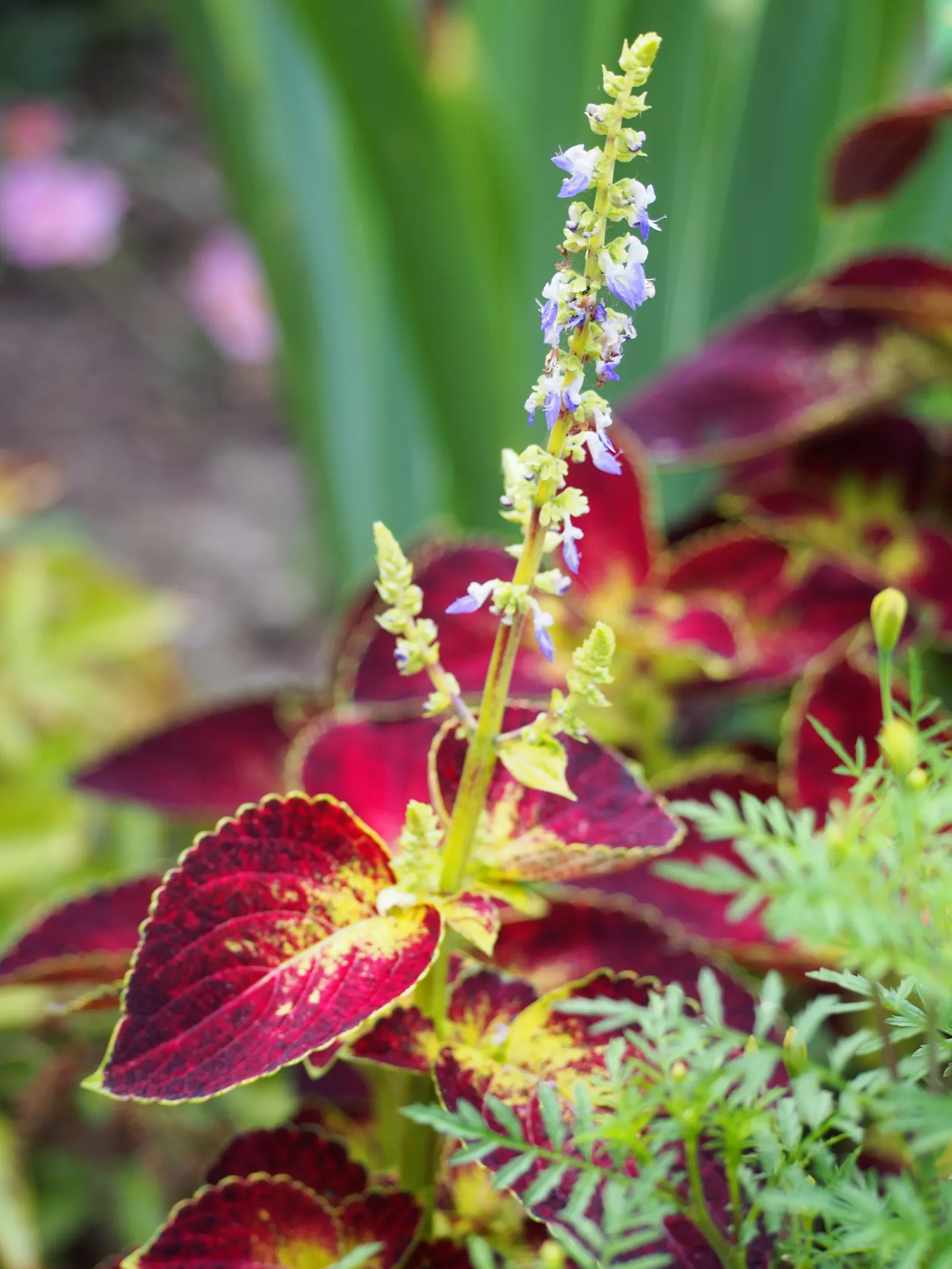 Coleus (Solenostemon Scutellarioides) — Coleus fits well in both container plantings and mixed borders, image 95
