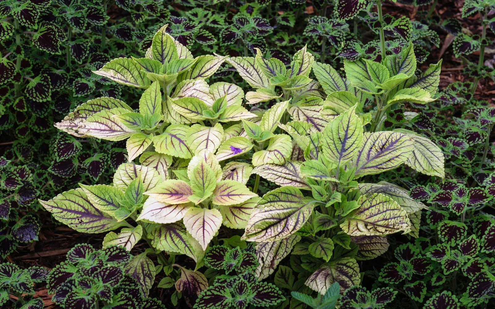 Coleus (Solenostemon Scutellarioides) — water-soluble fertilizer will promote vigorous growth and intense coloration of leaves; this easy-to-grow annual