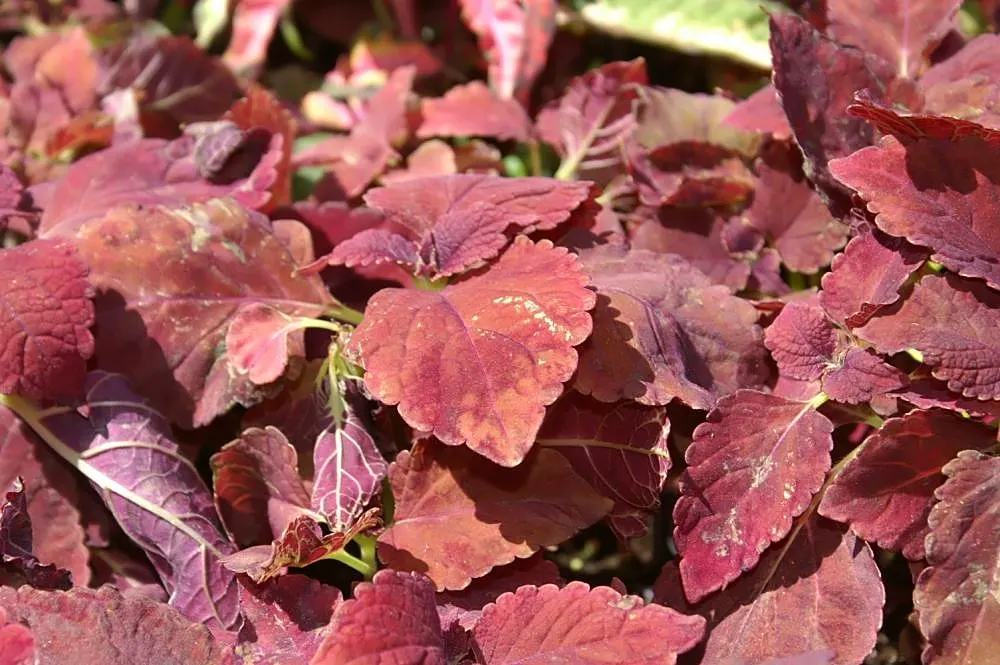 Coleus (Solenostemon Scutellarioides) — Keep soil consistently moist for optimal growth, image 59