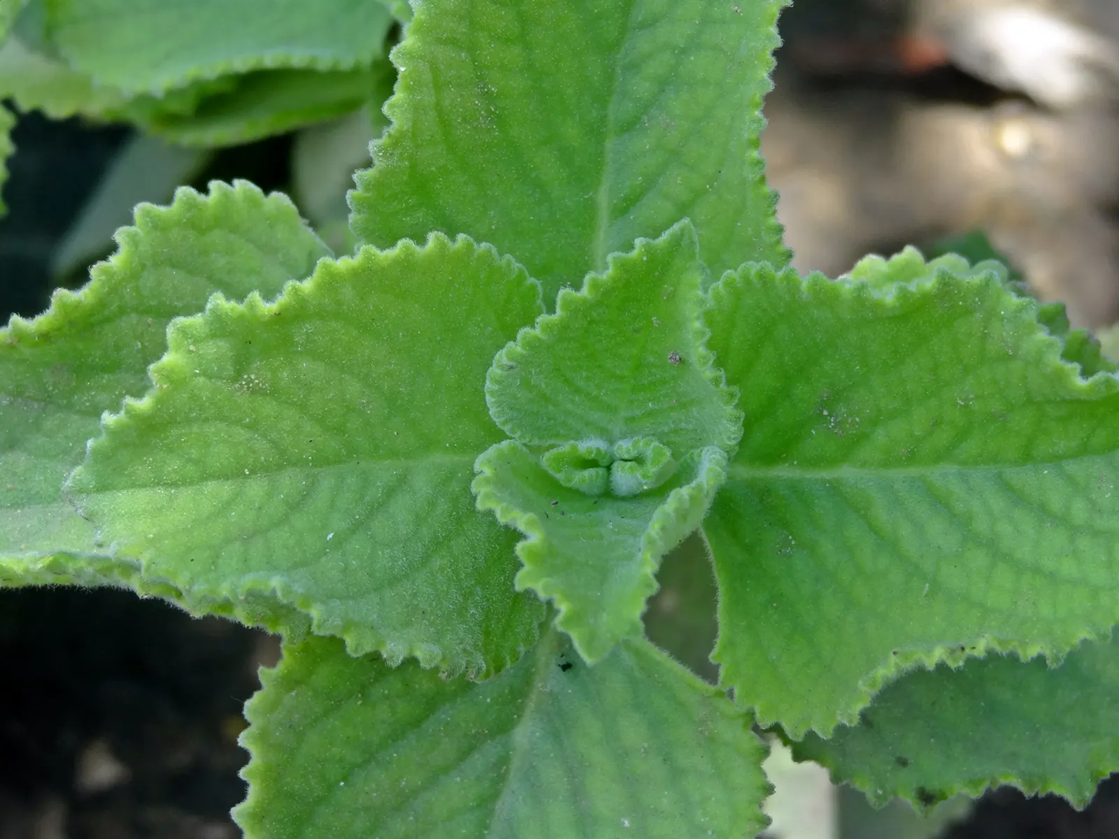 Coleus (Solenostemon Scutellarioides) — Inform clients that periodic maintenance; reaching a height of 1-3 feet and spreading up to 1 foot, image 186