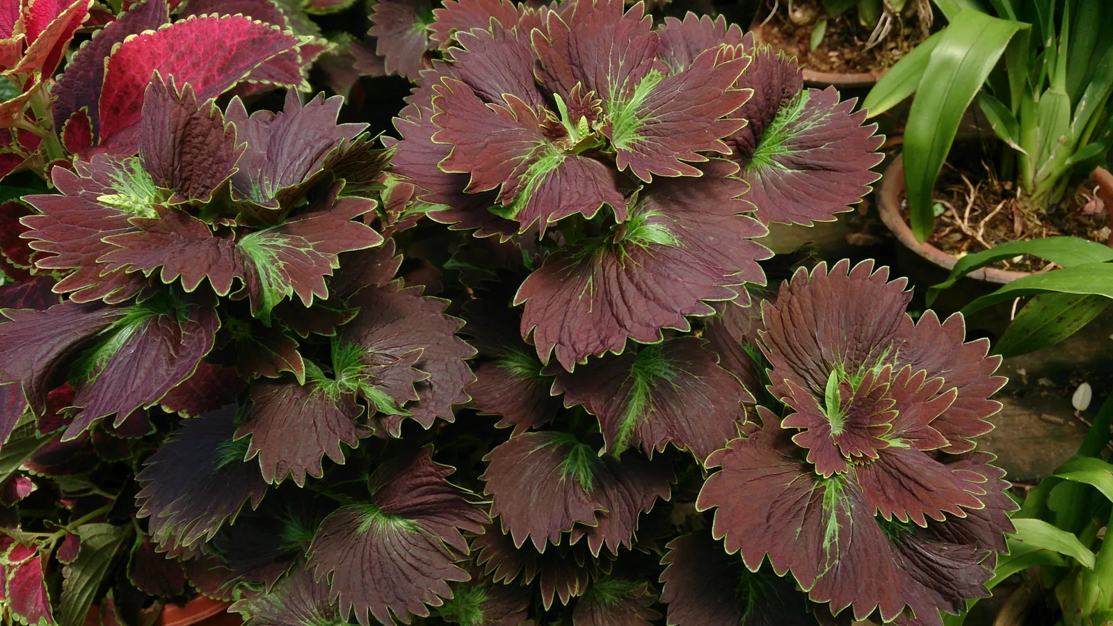 Coleus (Solenostemon Scutellarioides) — from deep burgundy and bright scarlet to chartreuse and electric lime green; uSDA Hardiness Zones 10-11, image 94