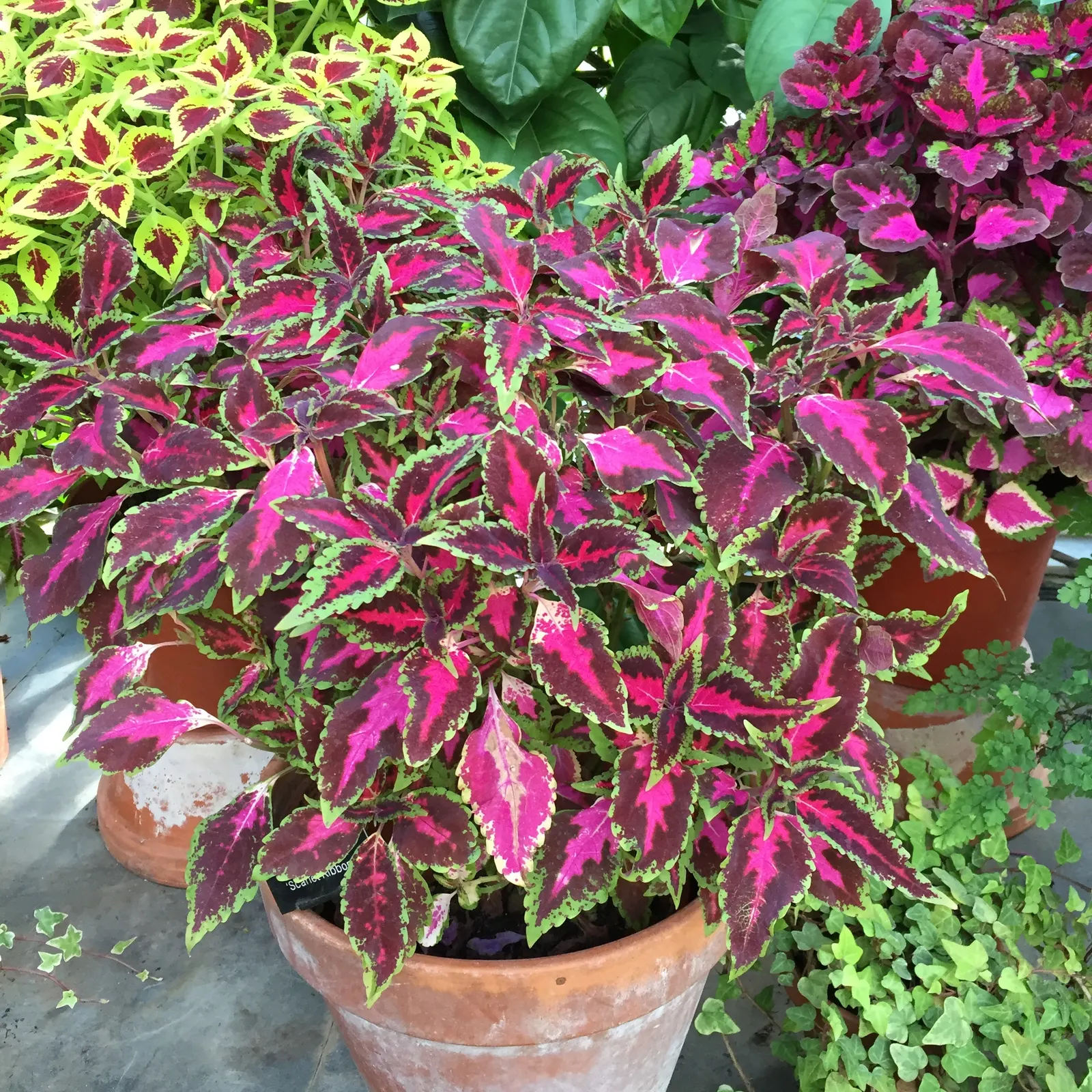 Coleus (Solenostemon Scutellarioides) — reaching a height of 1-3 feet and spreading up to 1 foot; it should be kept evenly moist but not waterlogged, image 84