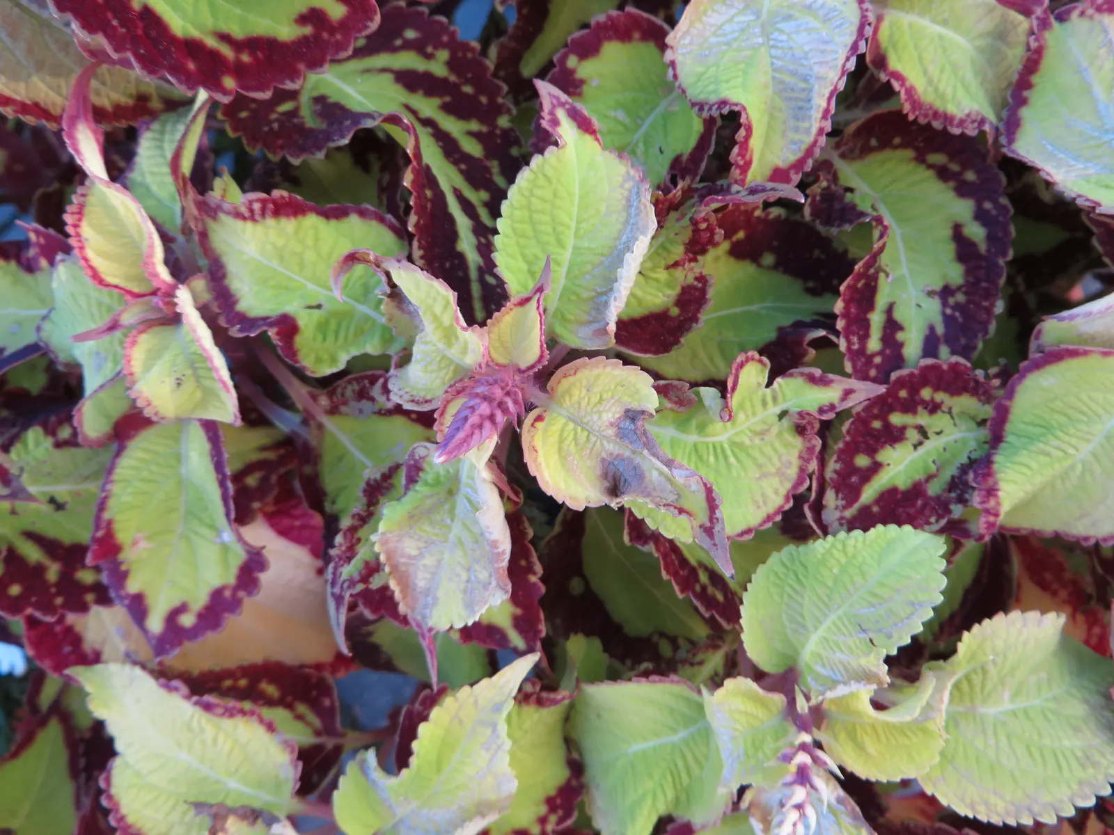 Coleus (Solenostemon Scutellarioides) — Inform clients that periodic maintenance; reaching a height of 1-3 feet and spreading up to 1 foot, image 78
