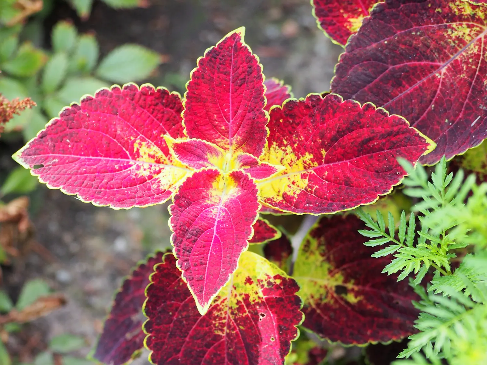 Coleus (Solenostemon Scutellarioides) — from deep burgundy and bright scarlet to chartreuse and electric lime green