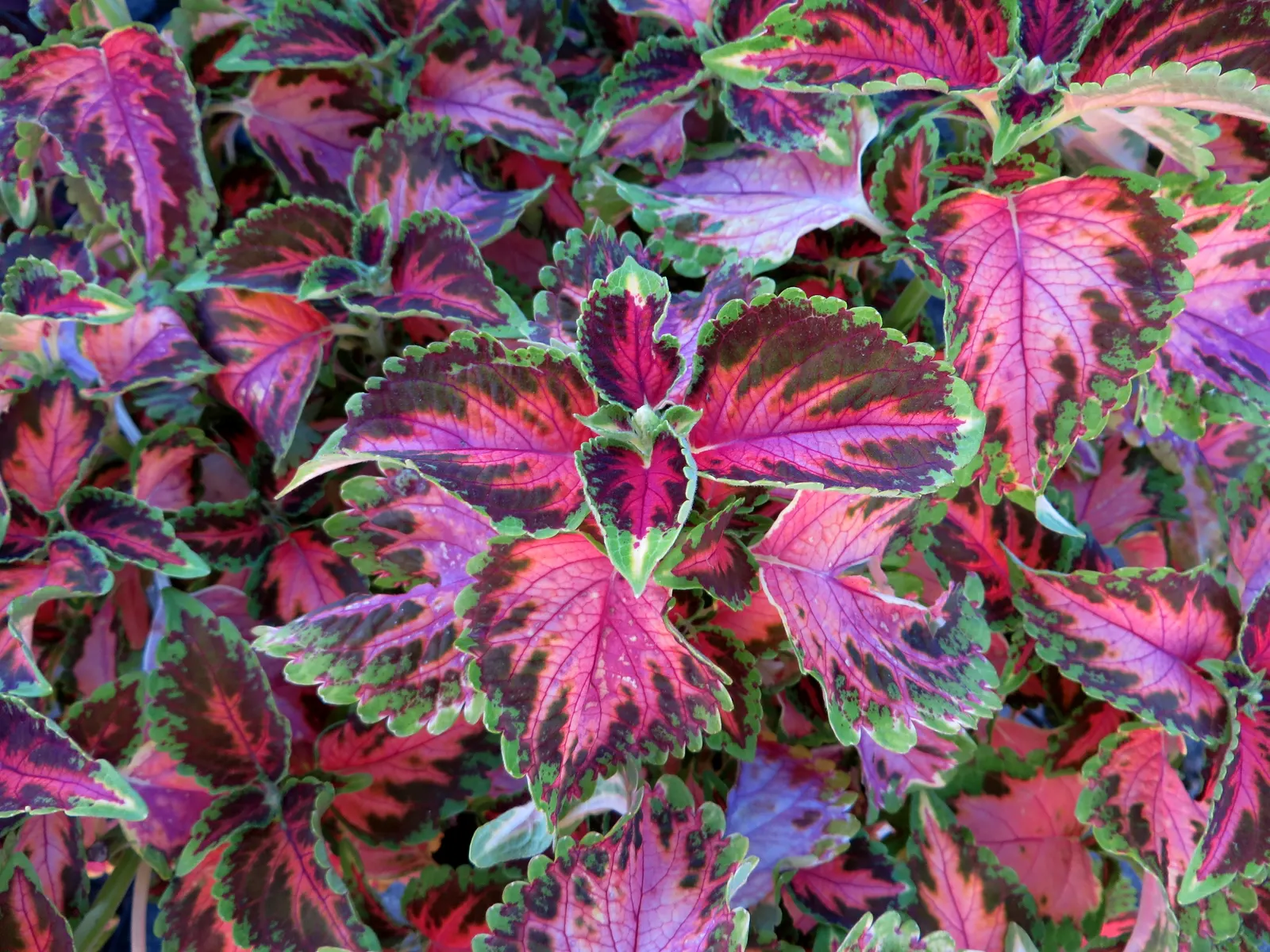 Coleus (Solenostemon Scutellarioides) — reaching a height of 1-3 feet and spreading up to 1 foot