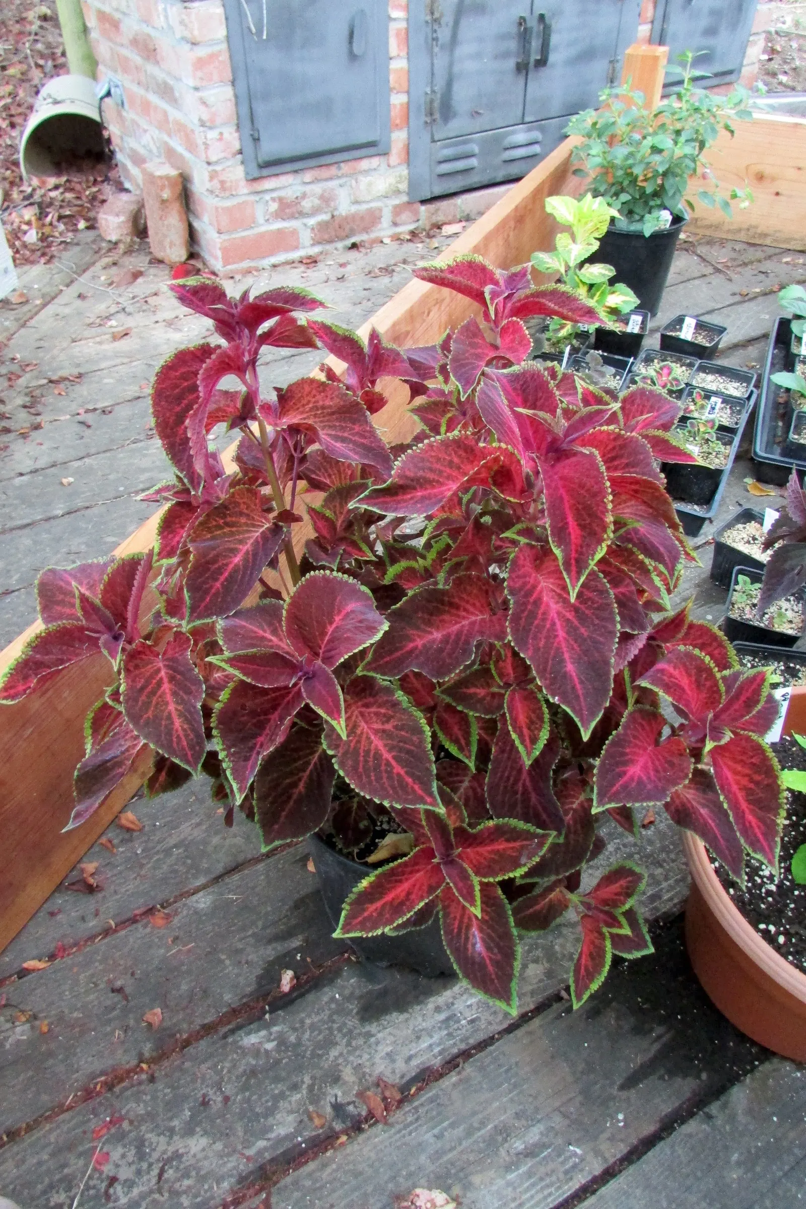 Coleus (Solenostemon Scutellarioides) — from deep burgundy and bright scarlet to chartreuse and electric lime green; uSDA Hardiness Zones 10-11, image 67