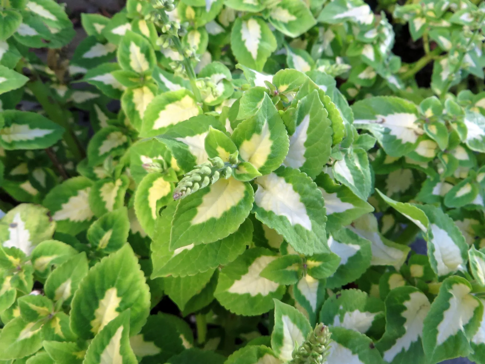 Coleus (Solenostemon Scutellarioides) — water-soluble fertilizer will promote vigorous growth and intense coloration of leaves