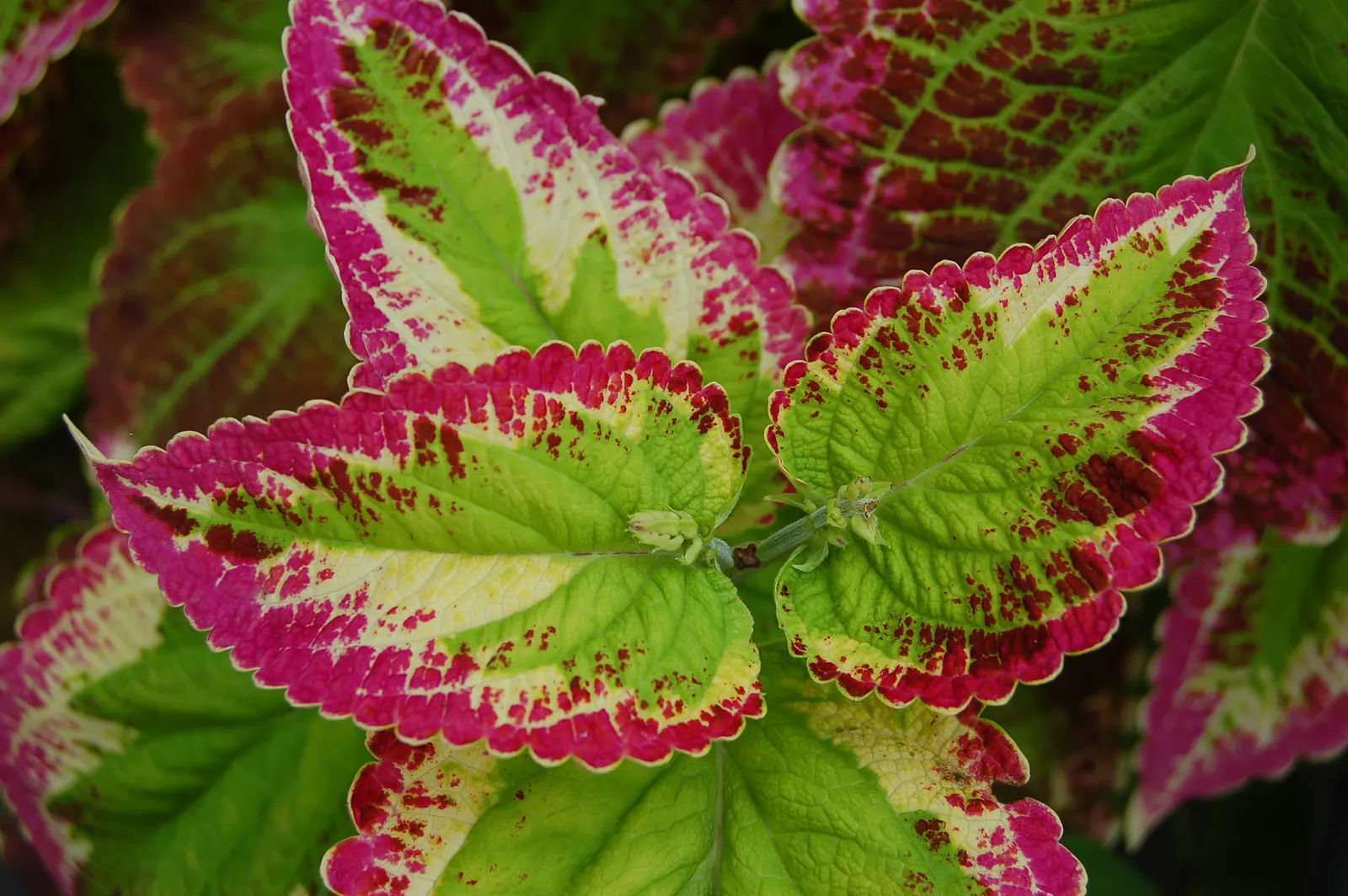 Coleus (Solenostemon Scutellarioides) — consider its function as a texture and color contrast amidst other plants; is a vibrant and versatile, image 156