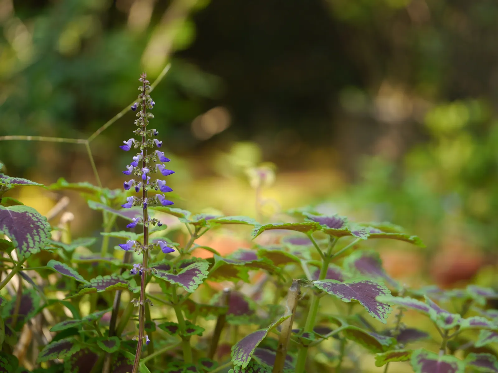 Coleus (Solenostemon Scutellarioides) — annual for half or shade