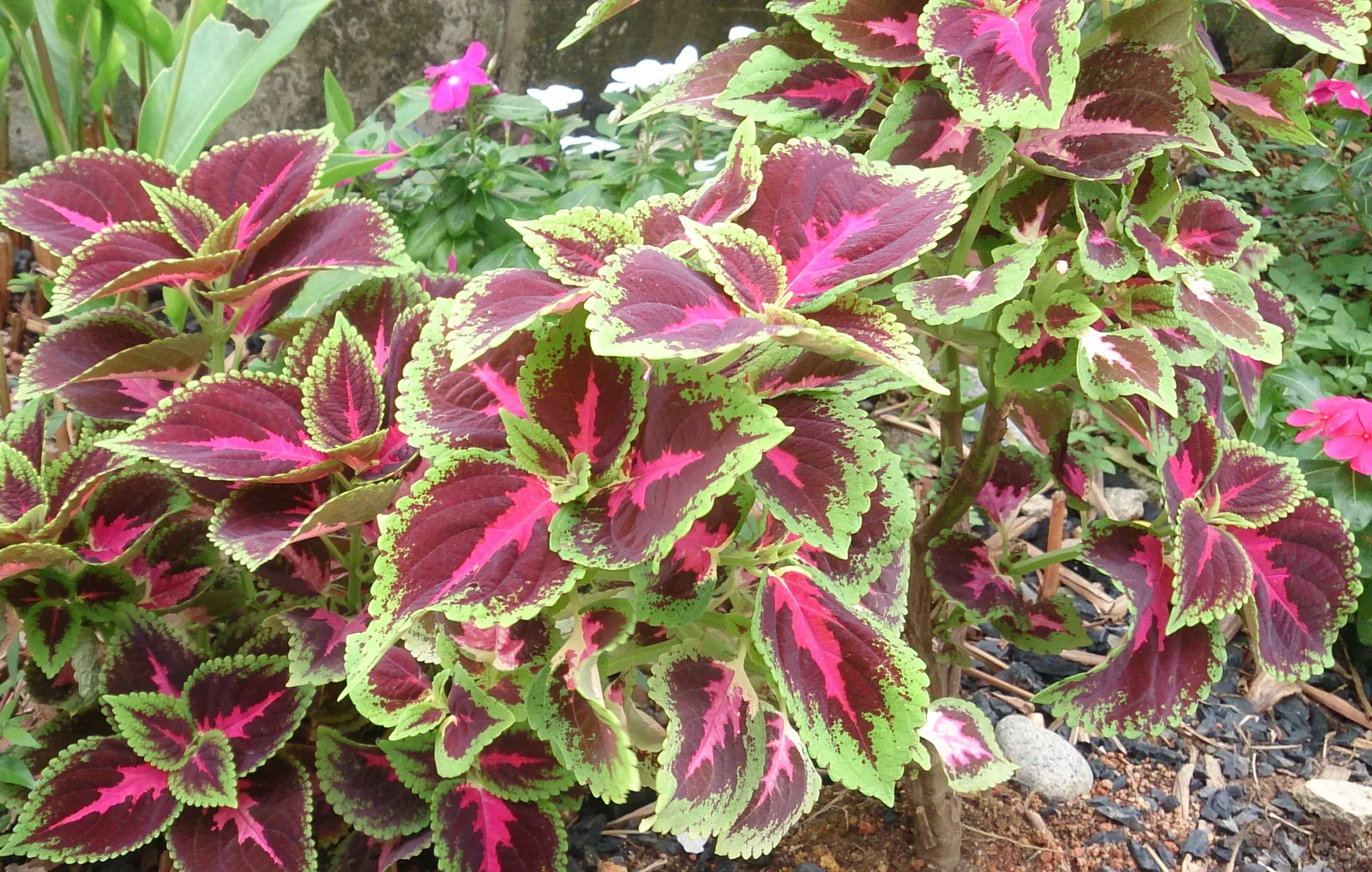 Coleus (Solenostemon Scutellarioides) — such as deadheading and pruning; notable for its eye-catching foliage, image 106