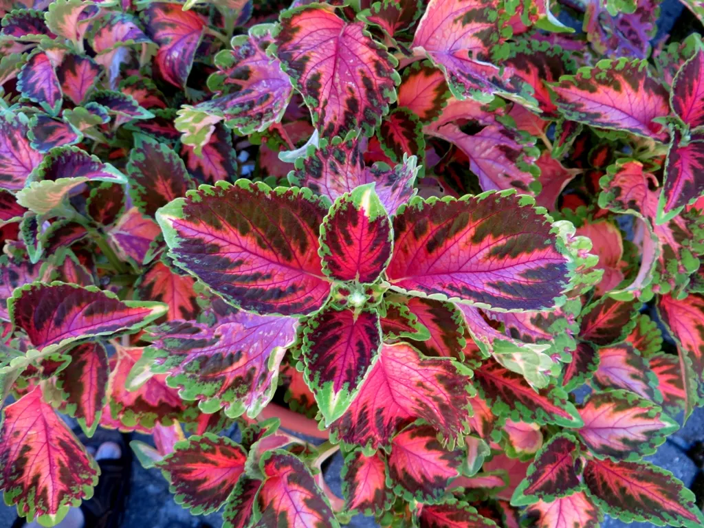 Coleus (Solenostemon Scutellarioides) — providing afternoon shade is beneficial to prevent leaf scorch.<br><br>For optimal growth; coleus, image 151