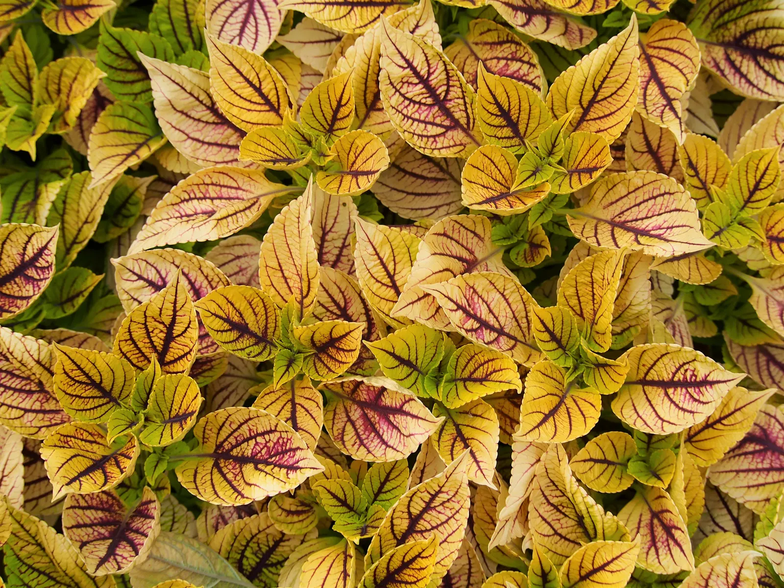 Coleus (Solenostemon Scutellarioides) — Thriving in USDA hardiness zones 10 to 11, it is typically grown as an annual in temperate climates