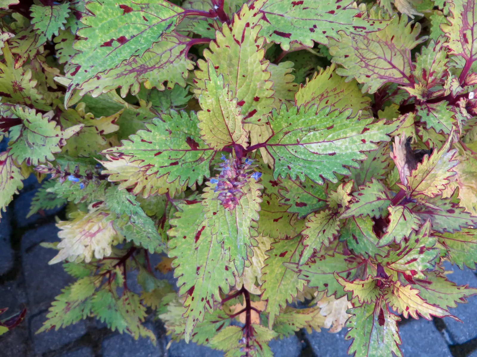 Coleus (Solenostemon Scutellarioides) — Coleus (Solenostemon scutellarioides) is renowned for its vibrant foliage featuring a kaleidoscope of, image 82