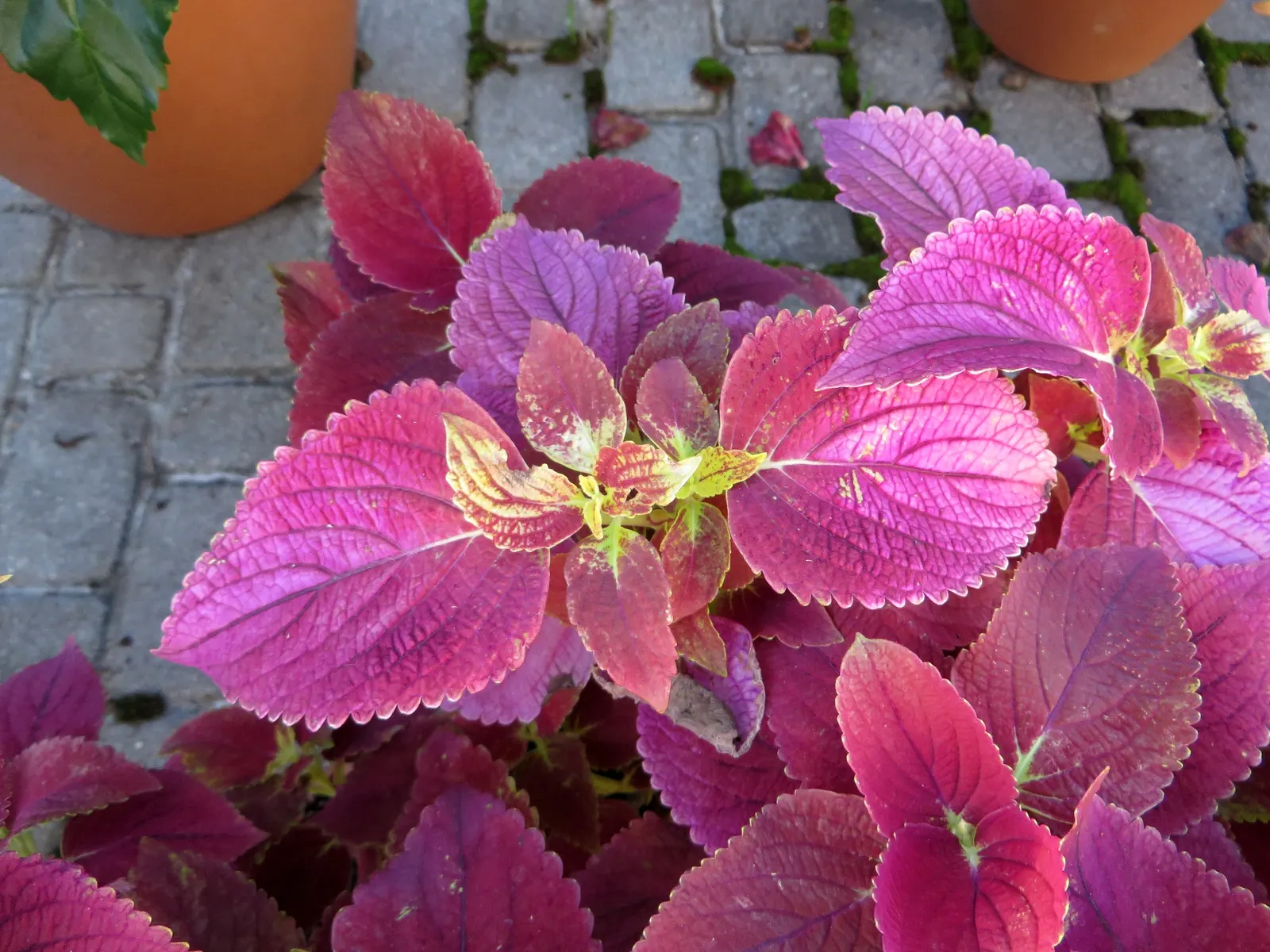 Coleus (Solenostemon Scutellarioides) — Its leaves burst with a kaleidoscope of colors; annual for half or shade, image 174