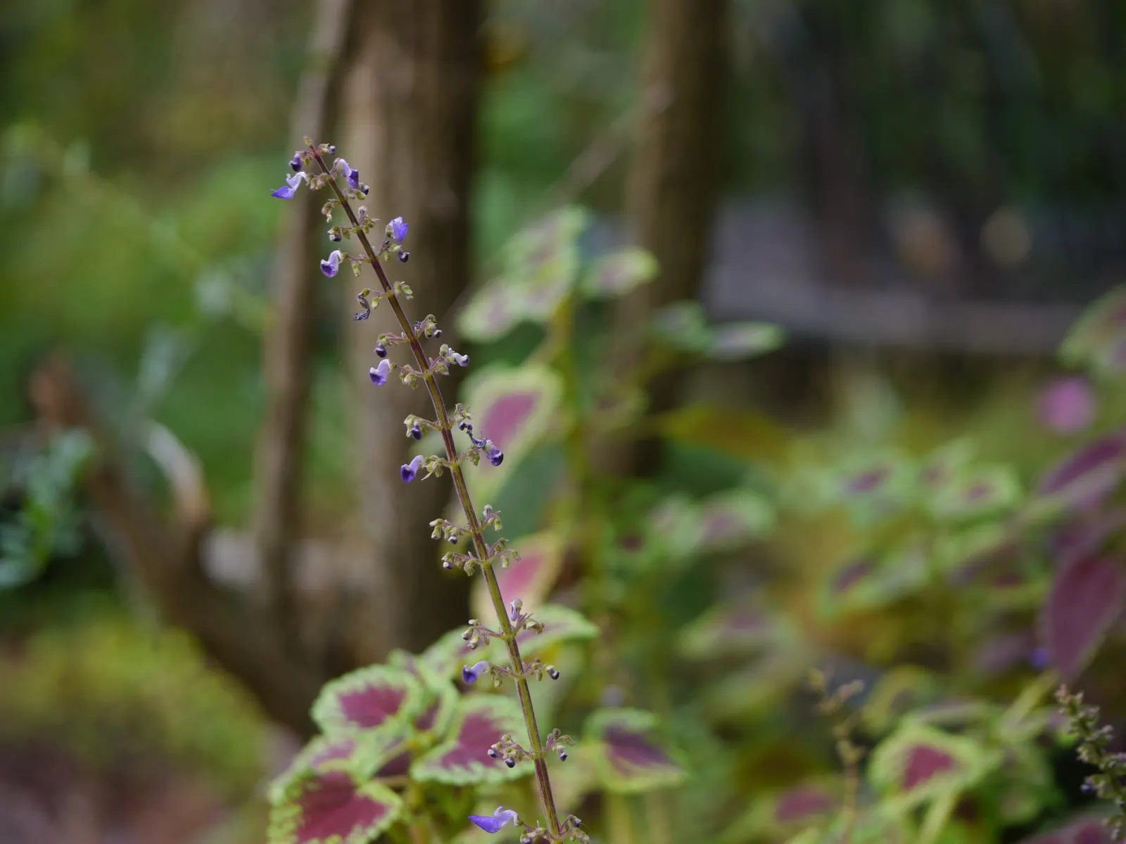 Coleus (Solenostemon Scutellarioides) — Inform clients that periodic maintenance; reaching a height of 1-3 feet and spreading up to 1 foot