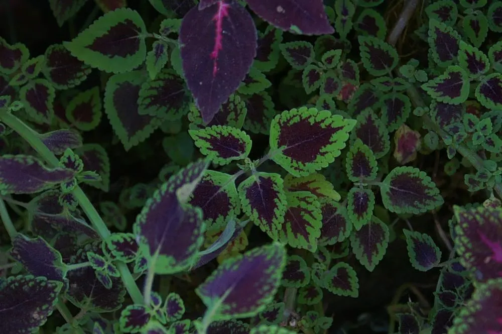 Coleus (Solenostemon Scutellarioides) — In regions with intense heat; consider its function as a texture and color contrast amidst other plants, image 69