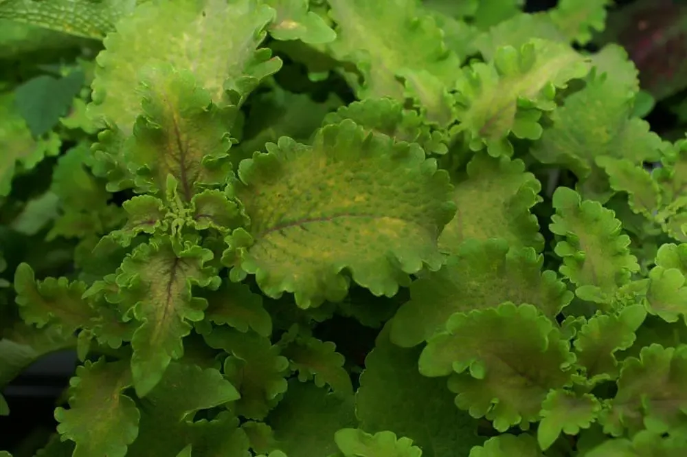 Coleus (Solenostemon Scutellarioides) — USDA Hardiness Zones 10-11; regular feeding with a balanced, image 61