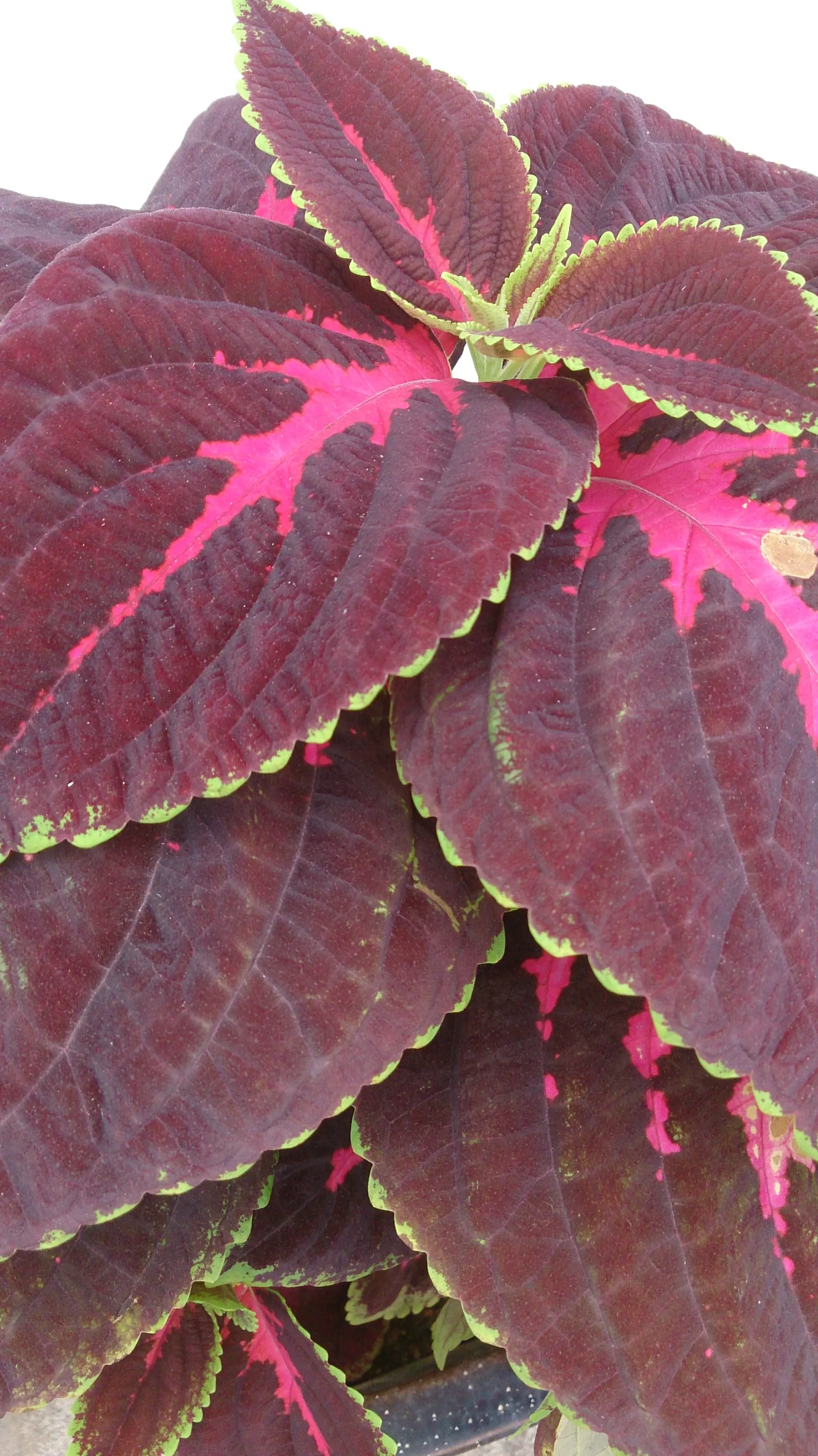 Coleus (Solenostemon Scutellarioides) — Coleus fits well in both container plantings and mixed borders, image 149