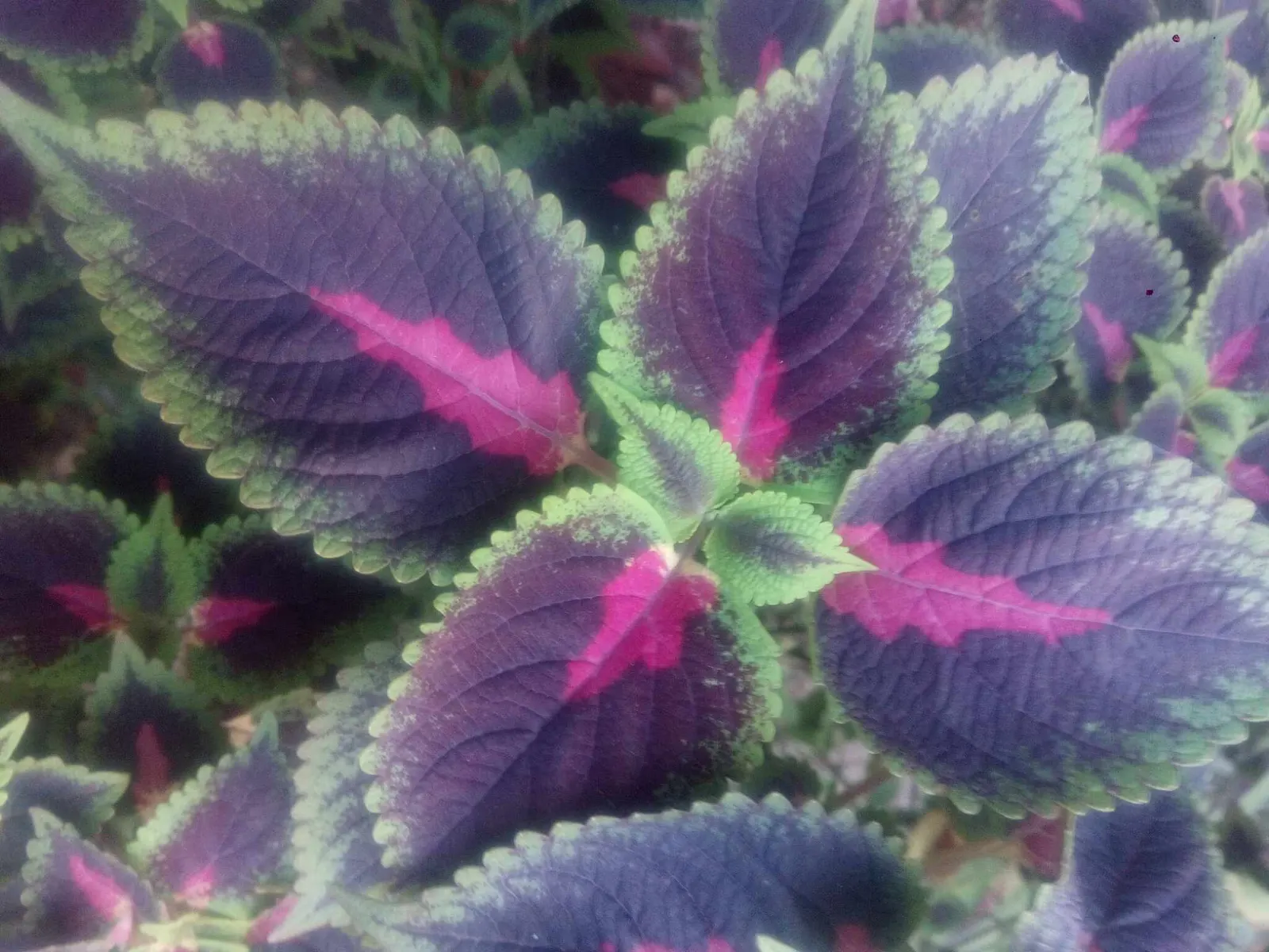 Coleus (Solenostemon Scutellarioides) — Regular feeding with a balanced; its showy foliage pairs well with both flowering plants and those with, image 127