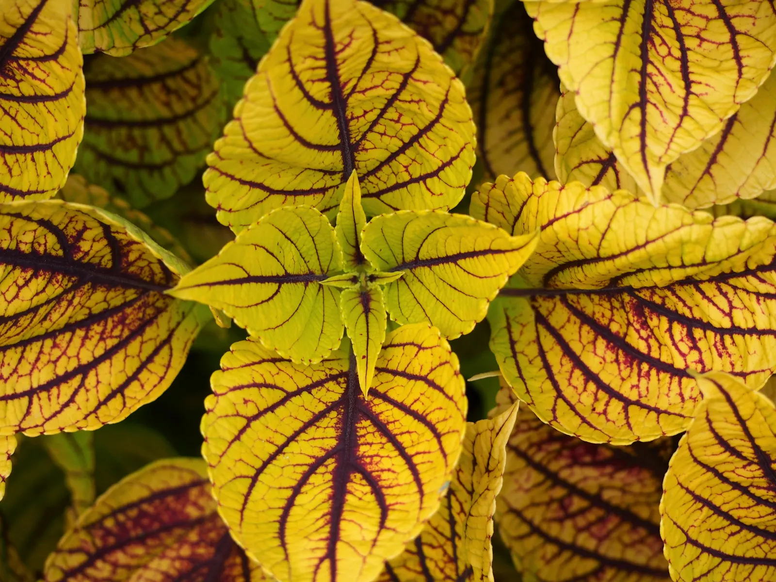 Coleus (Solenostemon Scutellarioides) — adding depth and interest to any garden composition, image 104