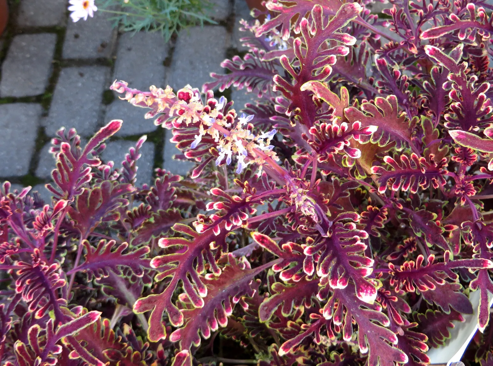 Coleus (Solenostemon Scutellarioides) — reaching a height of 1-3 feet and spreading up to 1 foot; it should be kept evenly moist but not waterlogged