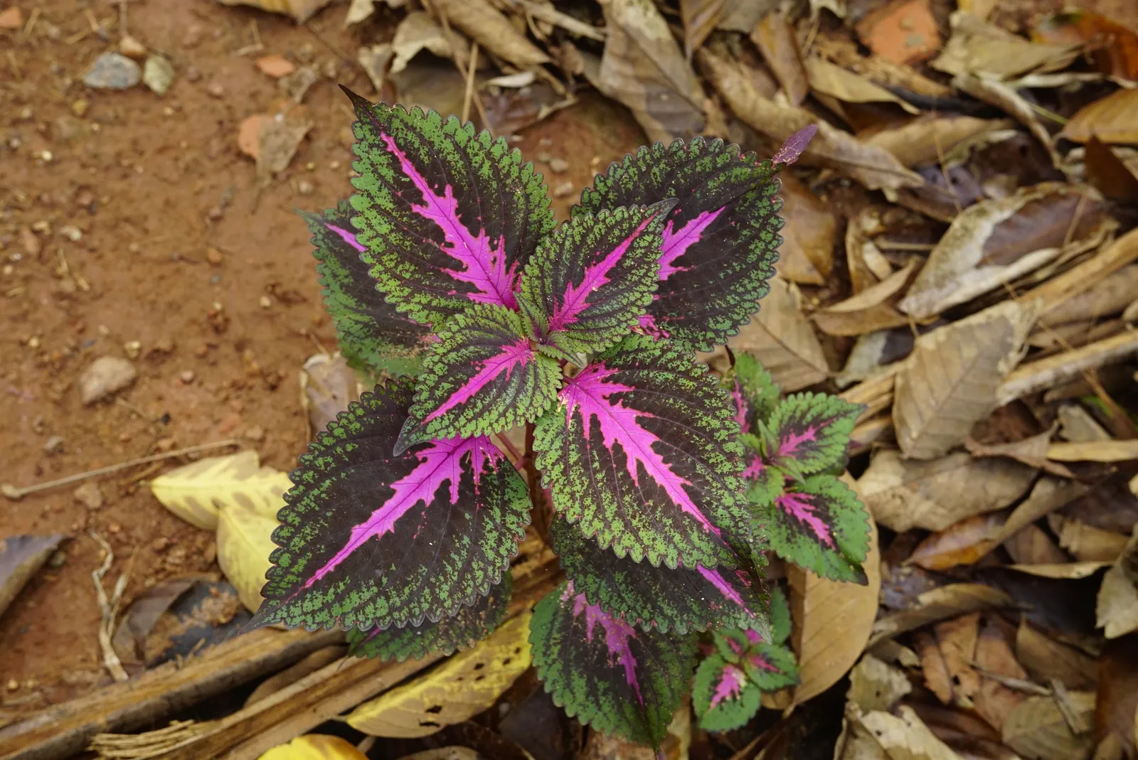 Coleus (Solenostemon Scutellarioides) — is necessary to keep the Coleus looking its best throughout the growing season; coleus requires, image 107