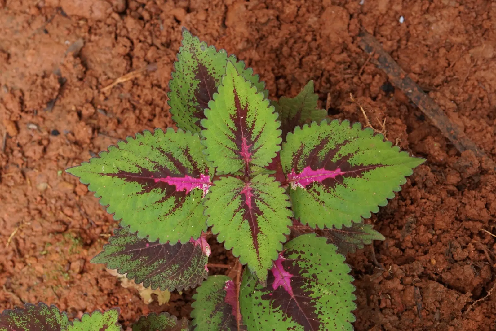 Coleus (Solenostemon Scutellarioides) — It should be kept evenly moist but not waterlogged; in regions with intense heat, image 72