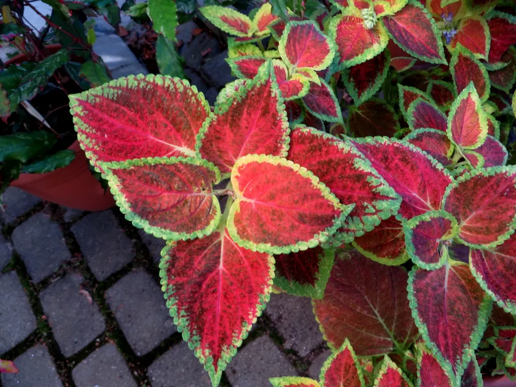Coleus (Solenostemon Scutellarioides) — Keep soil consistently moist for optimal growth, image 86